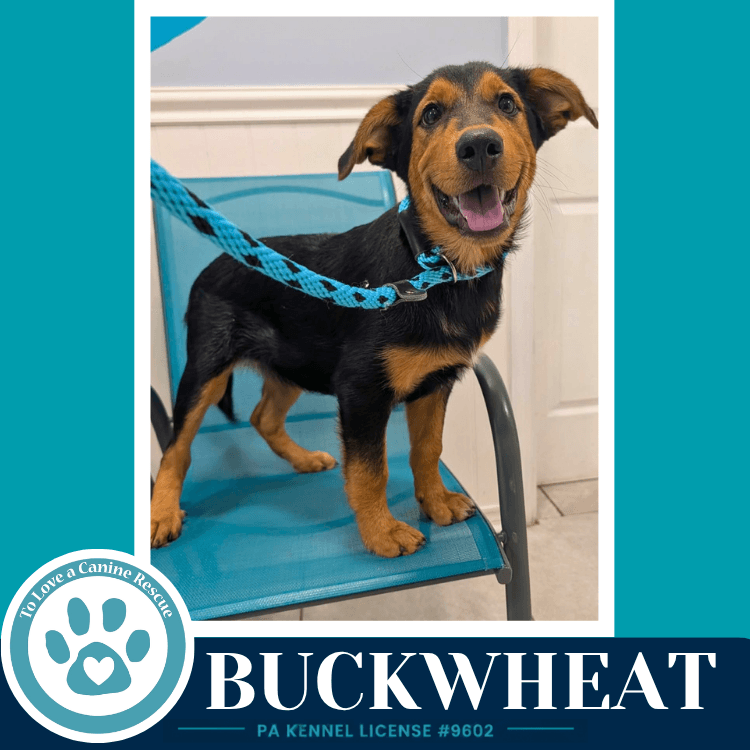 Buckwheat Harvest Bunch - Labrador Retriever