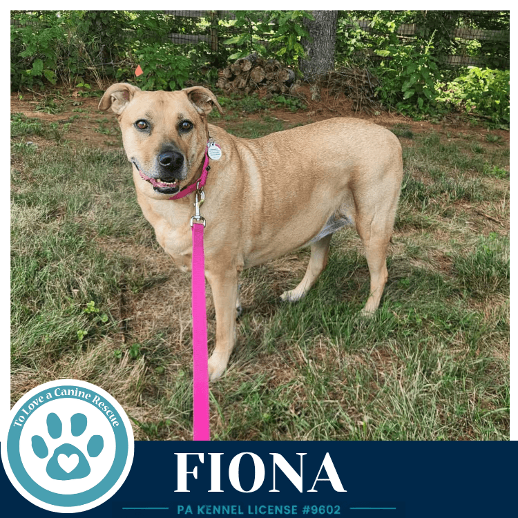 Fiona - Labrador Retriever