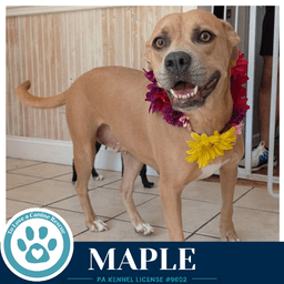 Maple image 1