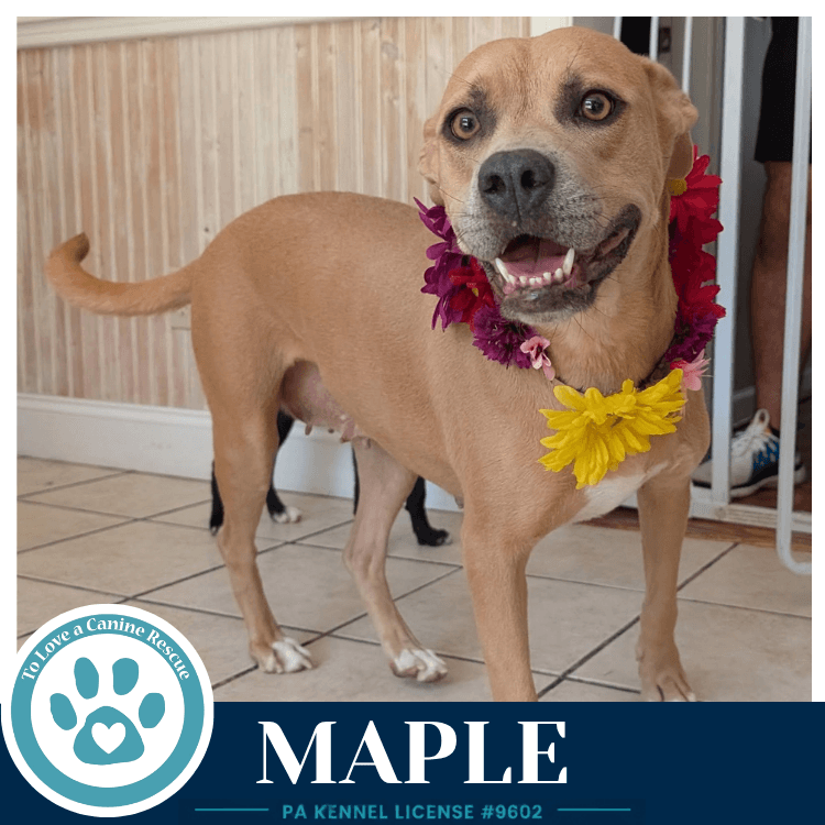 Maple - Bulldog