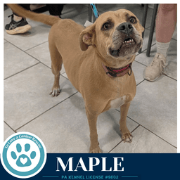 Maple image 2