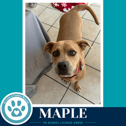 Maple image 3