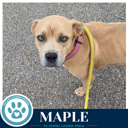 Maple image 4