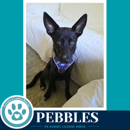 Pebbles Blue's Hues Pups image 1