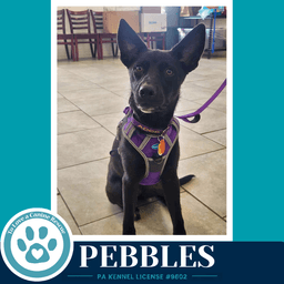 Pebbles Blue's Hues Pups image 2