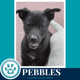 Pebbles Blue's Hues Pups image 3