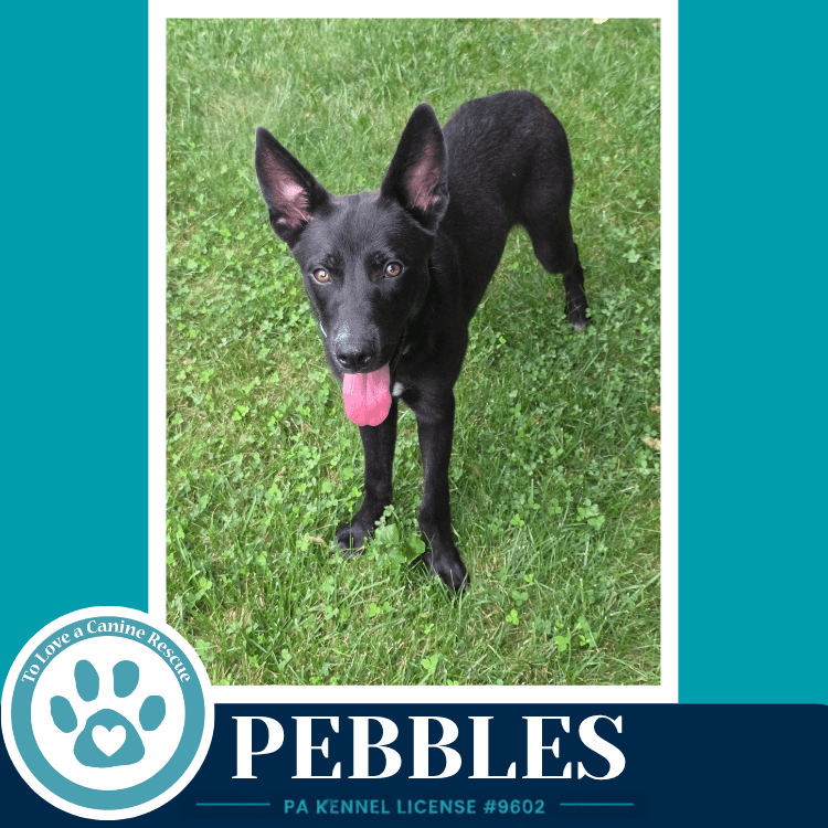 Pebbles Blue's Hues Pups - Border Collie