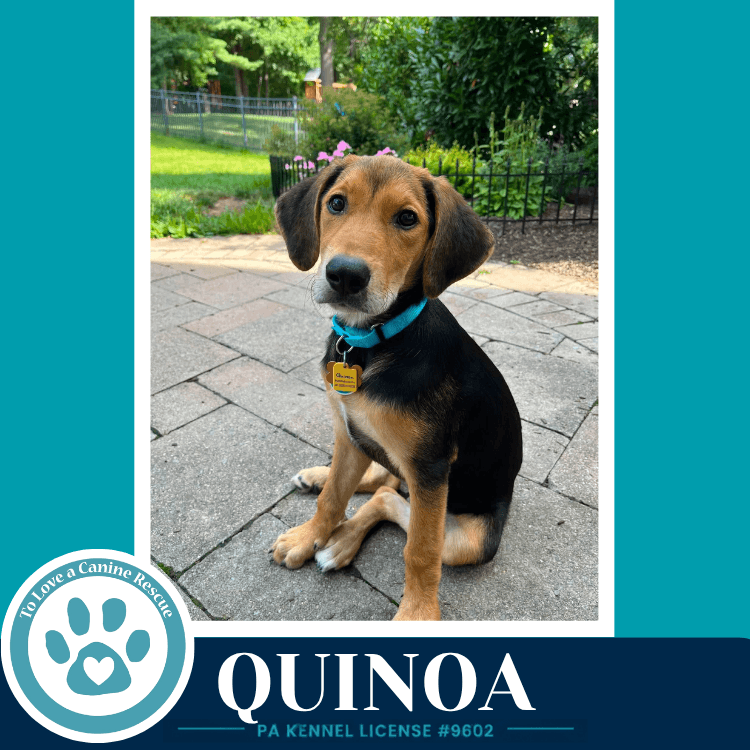 Quinoa Harvest Bunch - Labrador Retriever