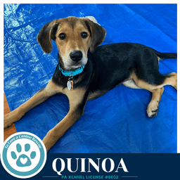 Quinoa Harvest Bunch image 2
