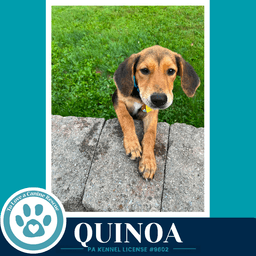 Quinoa Harvest Bunch image 4