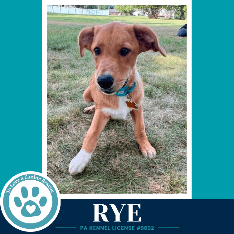 Rye Harvest Bunch - Labrador Retriever
