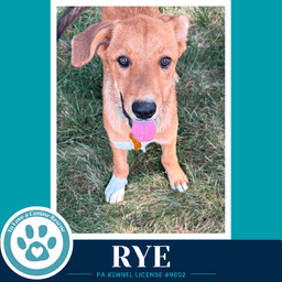 Rye Harvest Bunch image 2