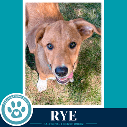 Rye Harvest Bunch image 3