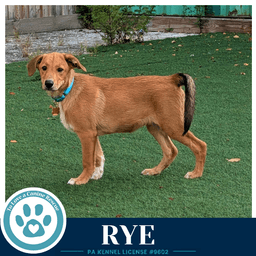 Rye Harvest Bunch image 4