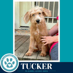 Tucker image 1