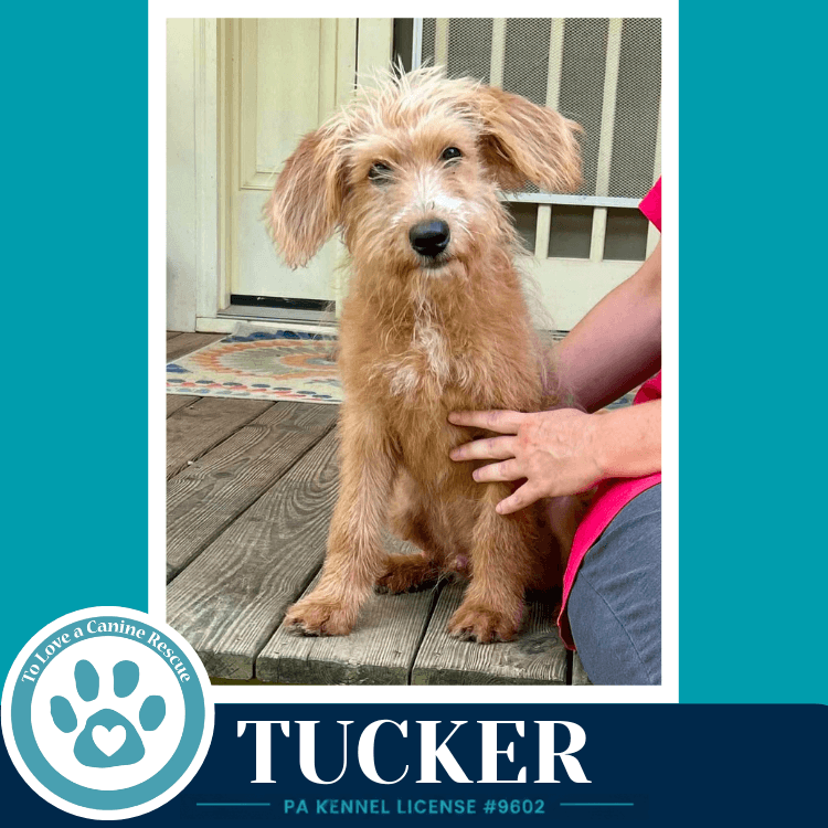 Tucker - Terrier