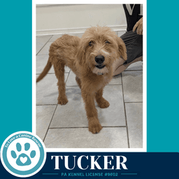 Tucker image 2