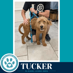 Tucker image 3