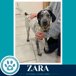 Zara image 1