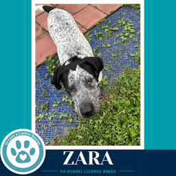 Zara image 2
