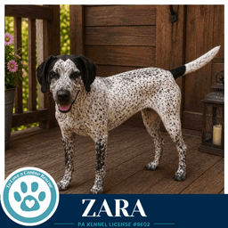 Zara image 3