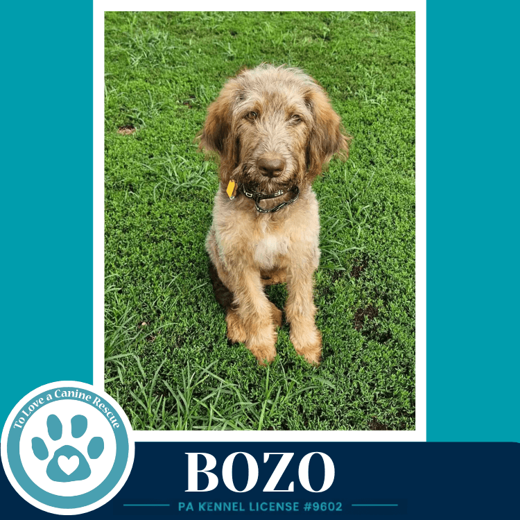 Bozo - Poodle (unknown type)