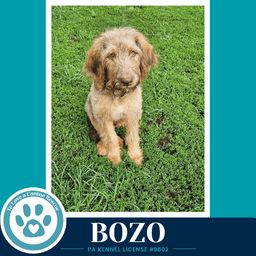 Bozo image 2