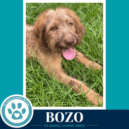 Bozo image 3