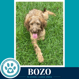 Bozo image 4