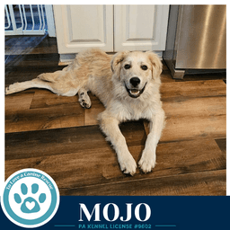 Mojo image 1