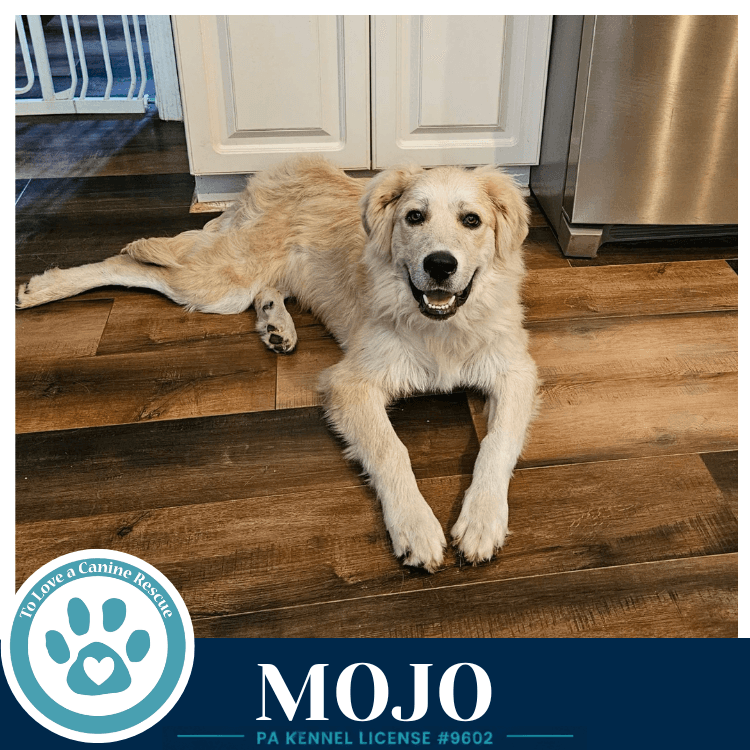 Mojo - Great Pyrenees