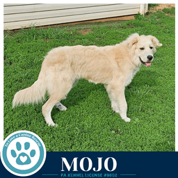 Mojo image 2