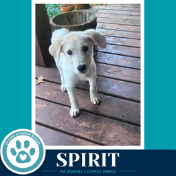 Spirit image 1