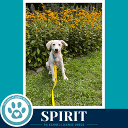 Spirit image 1