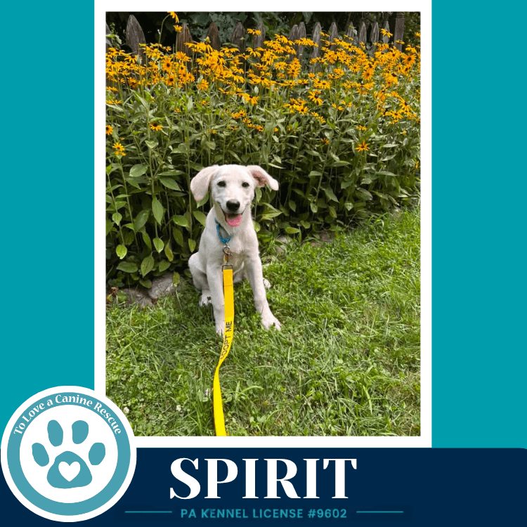 Spirit - Labrador Retriever