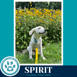 Spirit image 2