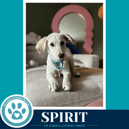 Spirit image 3