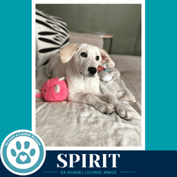 Spirit image 4