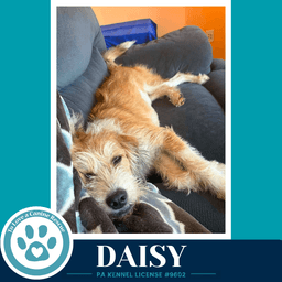 Daisy image 2