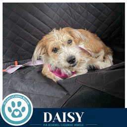 Daisy image 3
