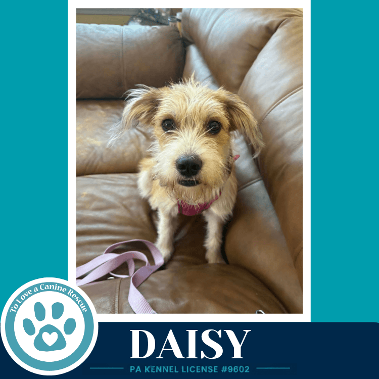 Daisy - Terrier