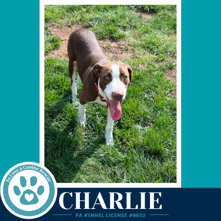 Charlie Silent Film Stars - Labrador Retriever