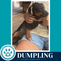 Dumpling image 2