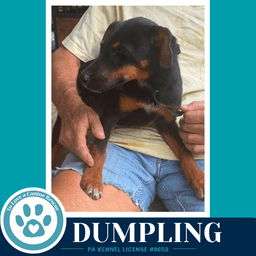 Dumpling image 3