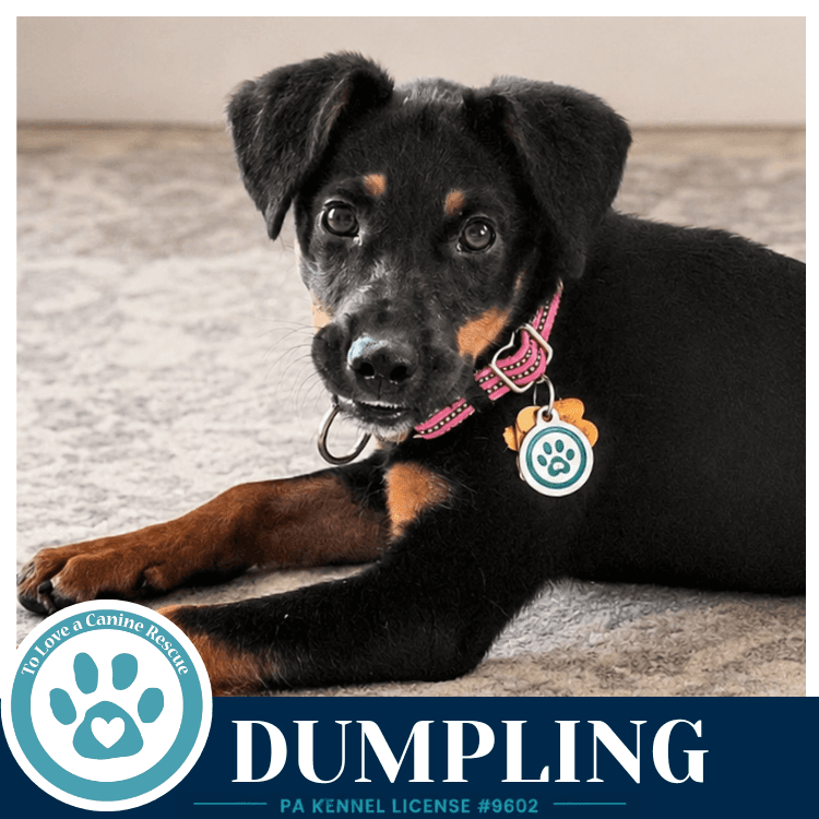 Dumpling - Feist