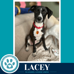 Lacey image 1
