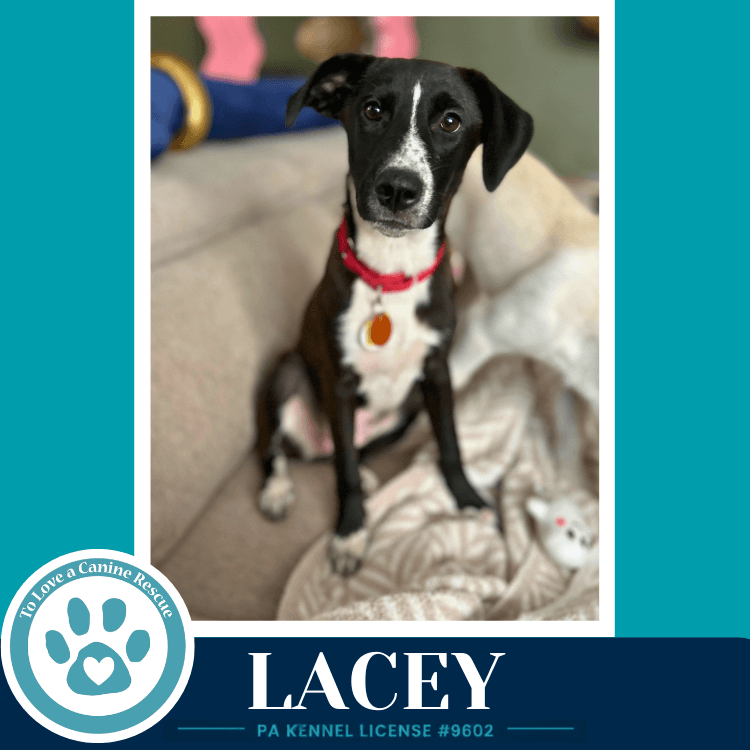 Lacey - Labrador Retriever