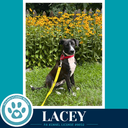 Lacey image 2