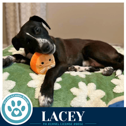 Lacey image 3