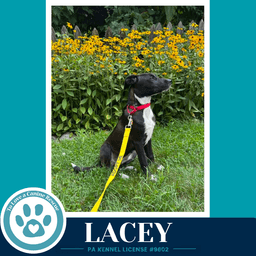 Lacey image 4